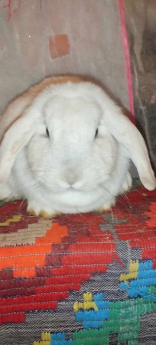 Un mascul albastru vienez și doi berbeci germani mascu și fata