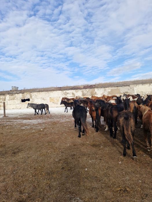 Продам породистых кунанов , таев