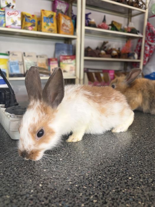Продаются декоративные крольчата