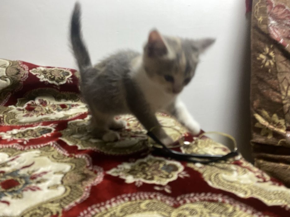 Котята бесплатно, домашние