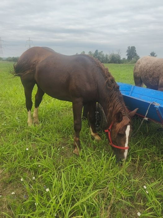 Vând doi cârlani de rasa și doua iepe