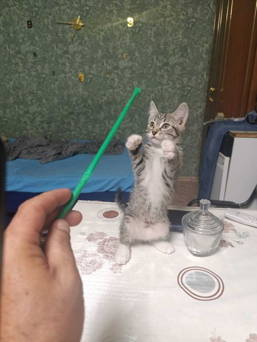 Котята ищут дом.