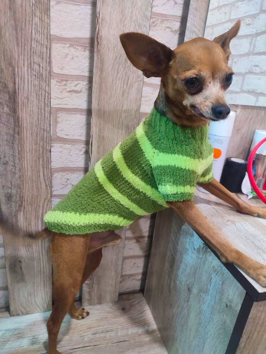 Одежда для животных