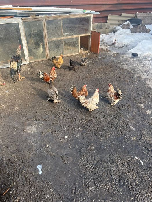 Карликовые куры красивые