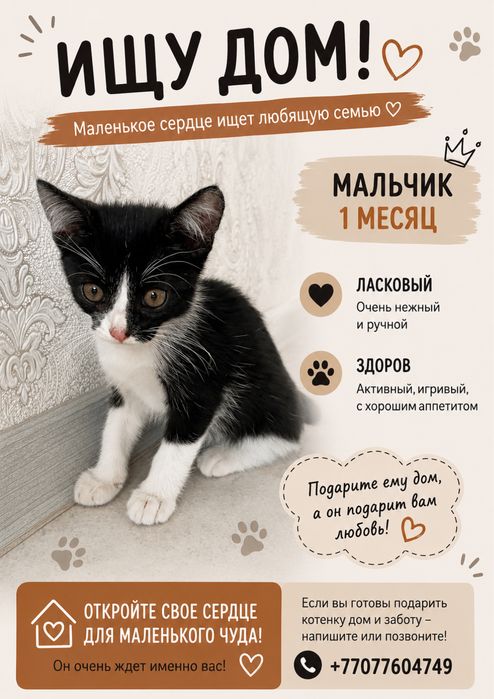 Котенок-мальчик в добрые руки