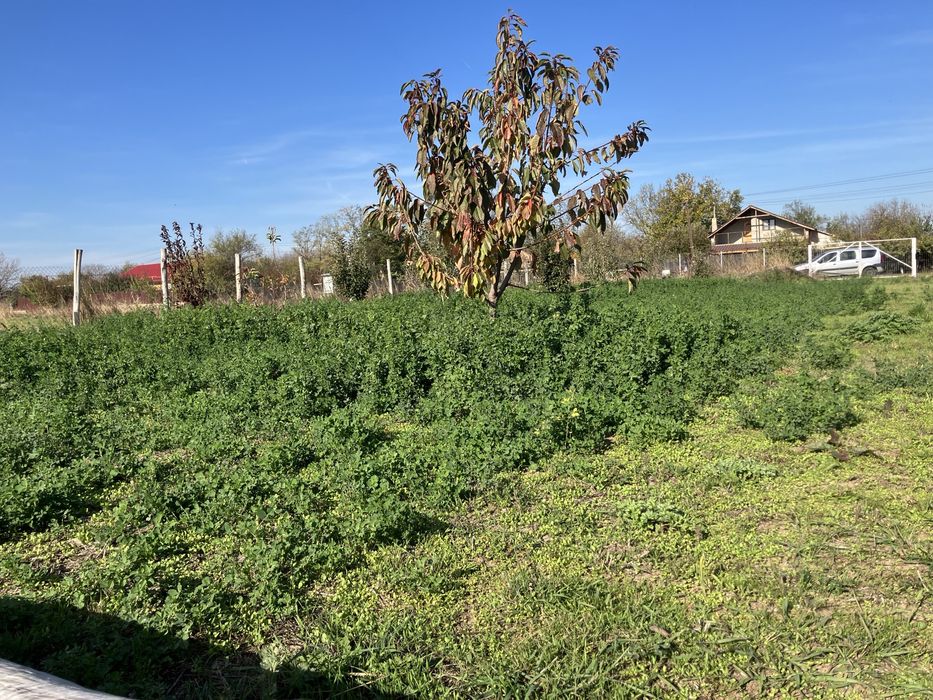 Teren 6.150 mp intravilan Gradistea, Ilfov