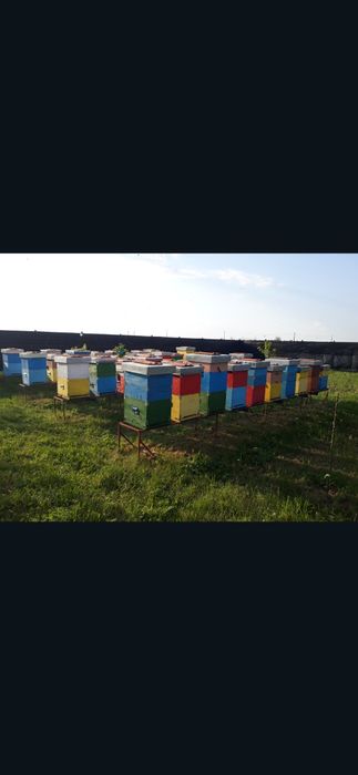 Vand 40 de famili de albine cu lada si
suporti
Stupi orizontali pe 10