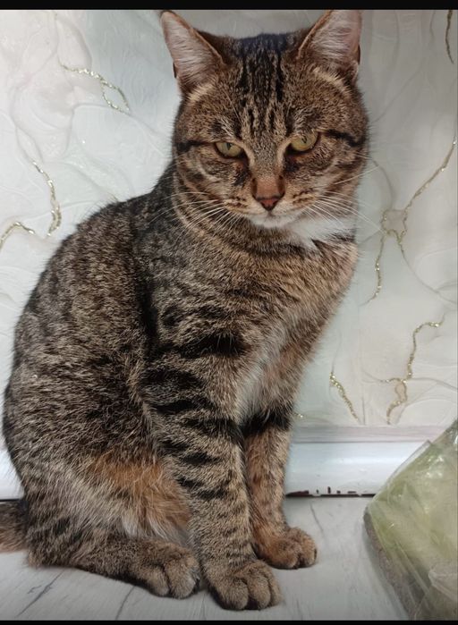 Отдаю бесплатно.