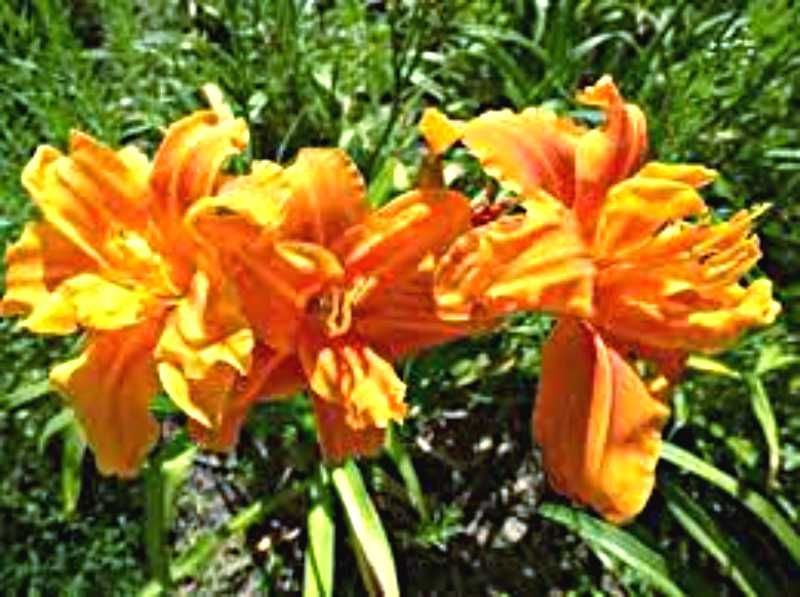 Золотарник колокольчики цветы многолетние