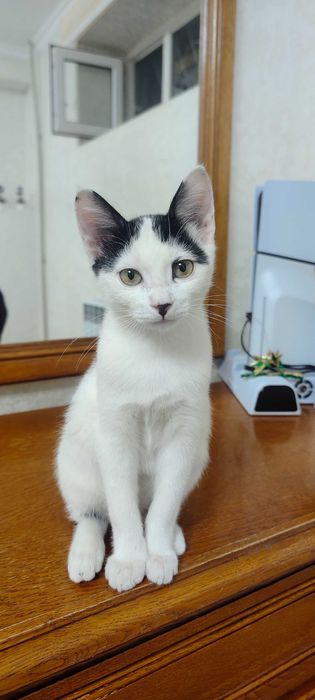 Отдам котенка мальчика в хорошие руки