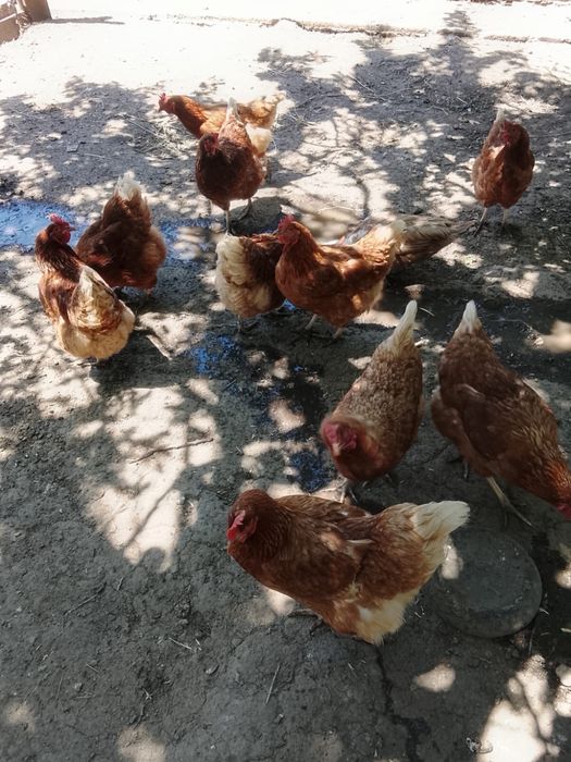 Продам кур несушек
