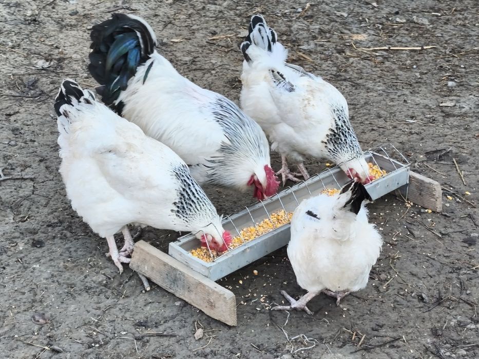 vând ouă rasa  sussex