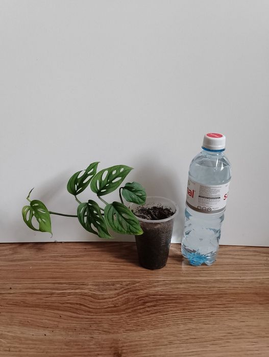 Монстера.         .