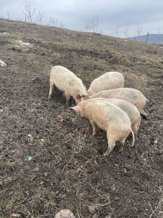 Vand sau schimb cu cai sau vitei