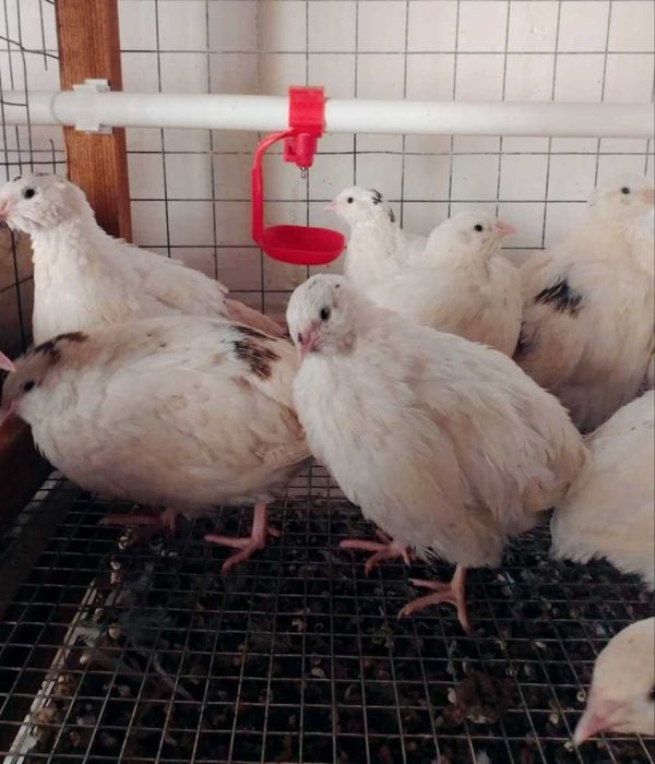 Продаём инкубационные перепелиные яйца