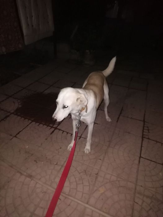 Пропала собака белая