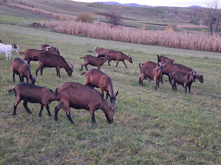 Capre tinere de vânzare