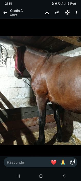 Vand iapa de 3 ani blanda merge forte bine  pret 5500 lei an figa Beclean bistrita nasaud
