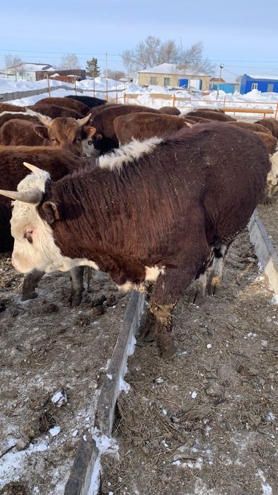 Продам Бычков с откорма 40 голов