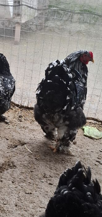 Disponibile găini ouă și puii brachma