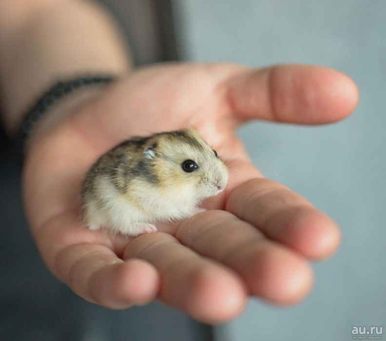 Клетка для хомячка джунгарика