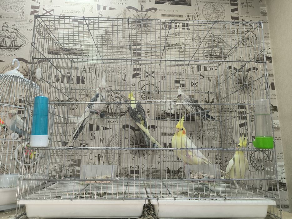 Попугаи волнистые и корелла