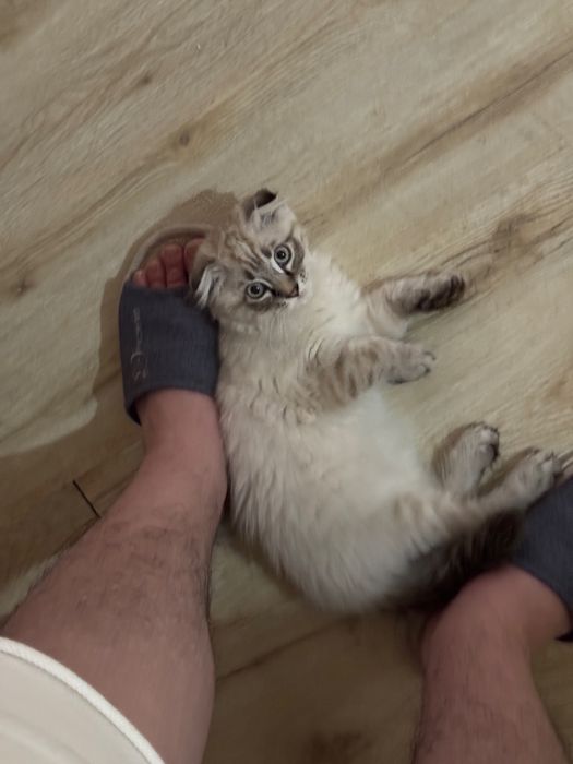 Вислоухий котенок