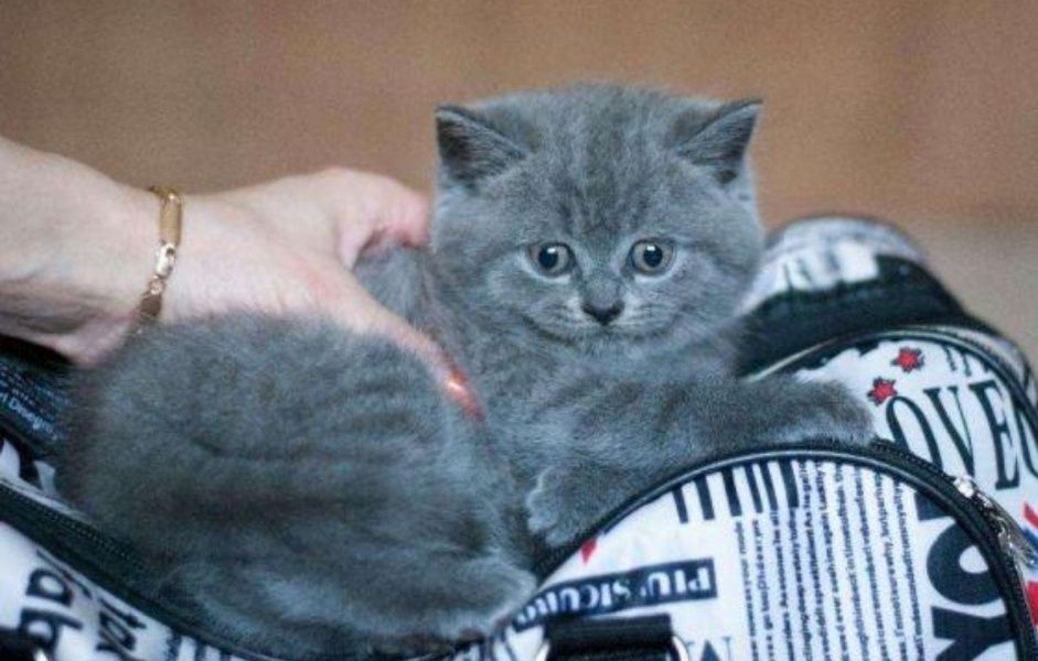 Британские котята