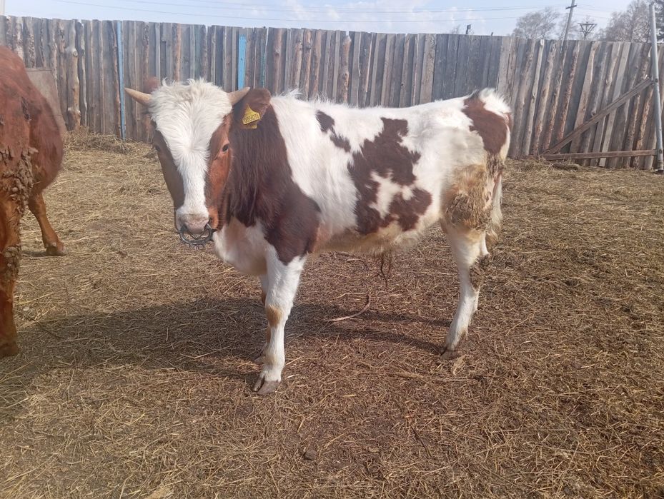 Продам бычка и телочку