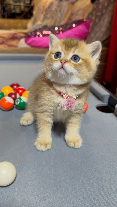 Продается британец золотая шиншилла