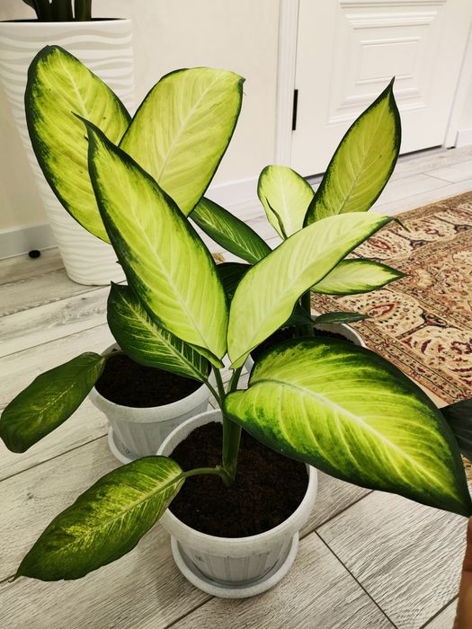 Домашние растения, доставка