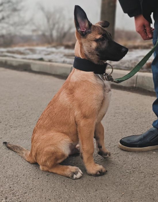 Продам щенка в хорошие руки!