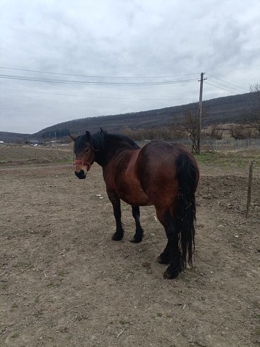 Vând iapa de 4 ani forte cuminte și cu acte