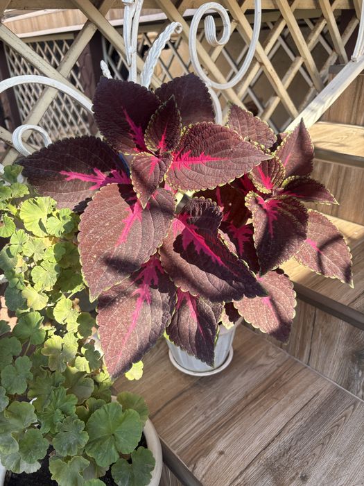 Цветы комнатные разные