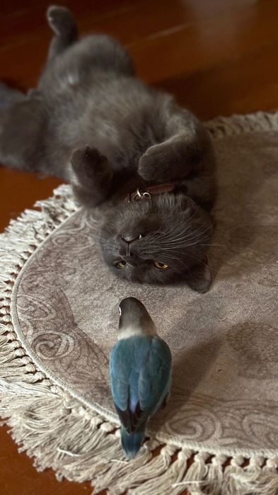 Продается попугай неразлучник с клеткой, игрушками и кормом