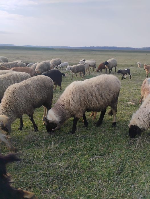 Vand berbeci  carabasi