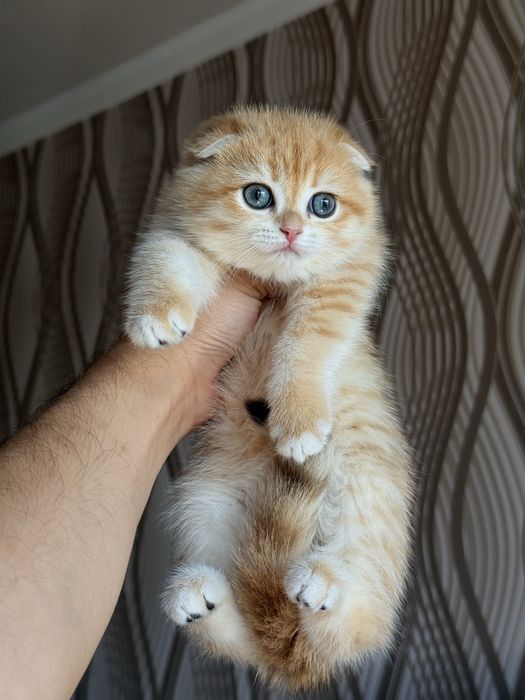 Котята Scottish Fold / British Shorthair золотая шиншилла