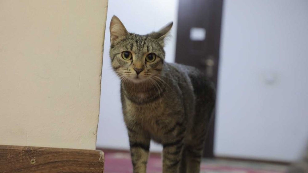 Mushuk qiz bola, sichqon tutishga zo'r, mehribon, aqilli, burgasi yo'q