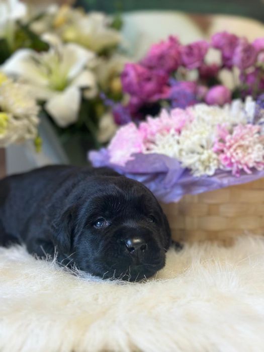 Щенки лабрадора,питомник