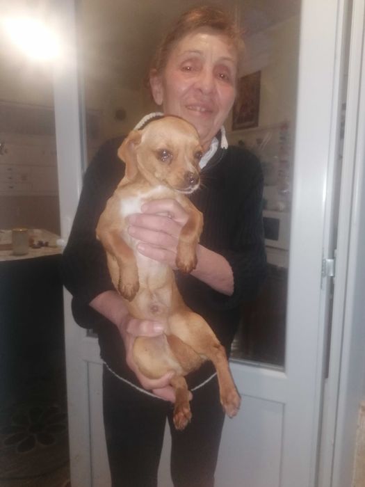 Продавам Пинчер на 8 месеца