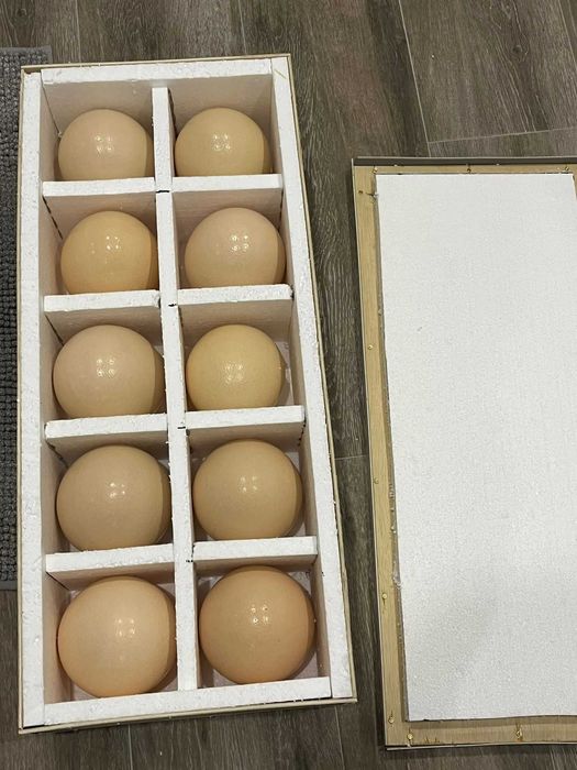 Pui de struț negru african