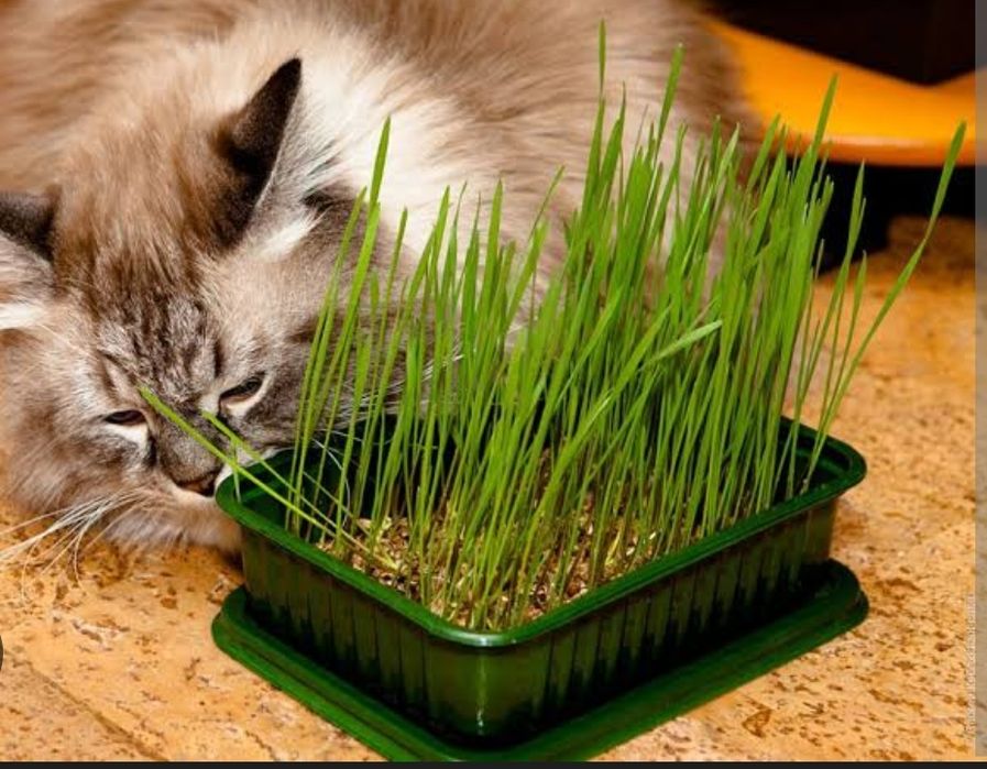 Гидропоник ем. Органик ем.