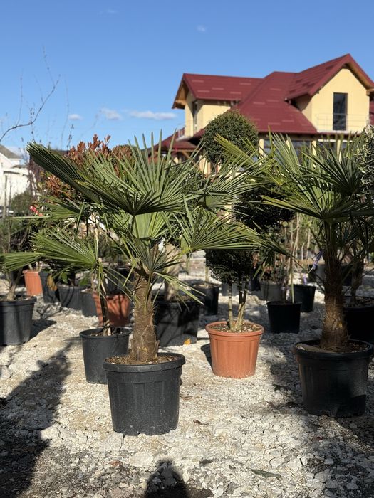 Vand plante ornamentale/amenajez spatii verzi