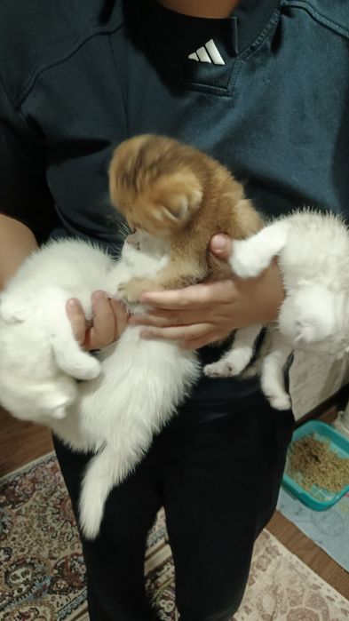 Котята фолды. Окрасы золото и серебро шиншиллы,белые и пепельный.