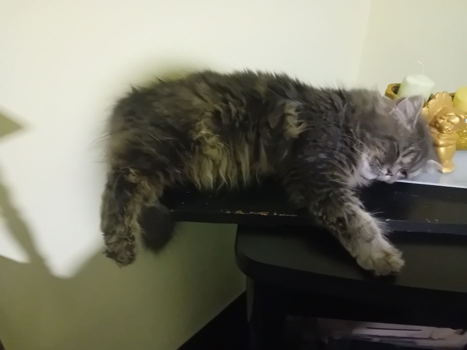 Персийски котки женски и мъжки