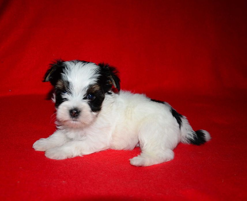 Шикарные щенки Бивер-йоркширского терьера