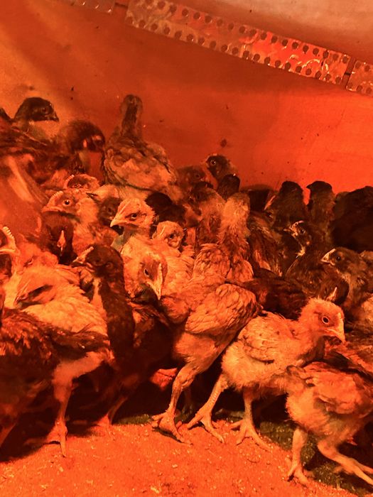 Vand puicute ouatoare 7 saptamani