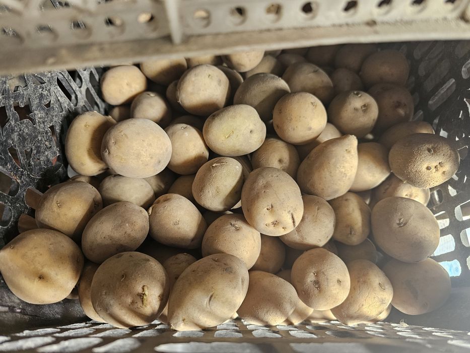 Продам картошку на посадку