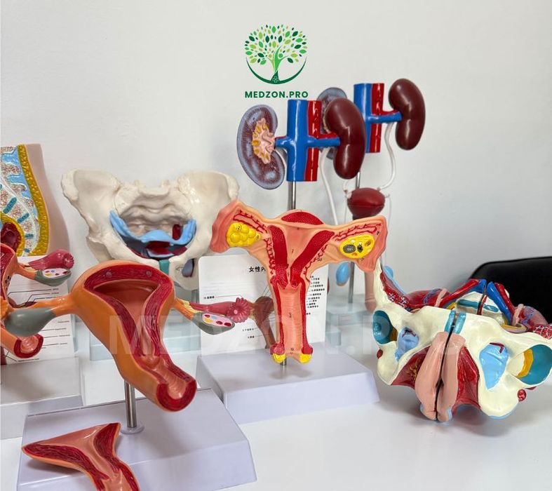 Анатомические Муляж для гинекология и урология.