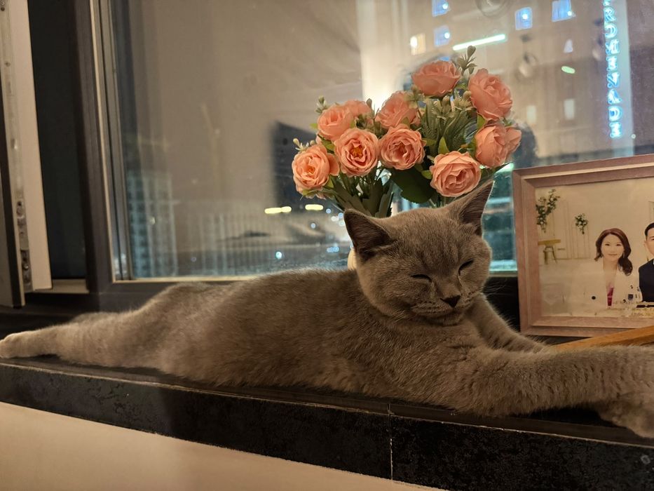 Продам Британского кота!